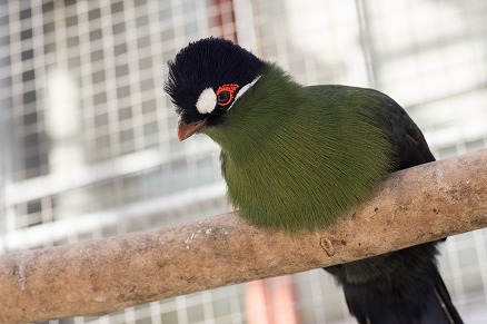 【写真】オウカンエボシドリ