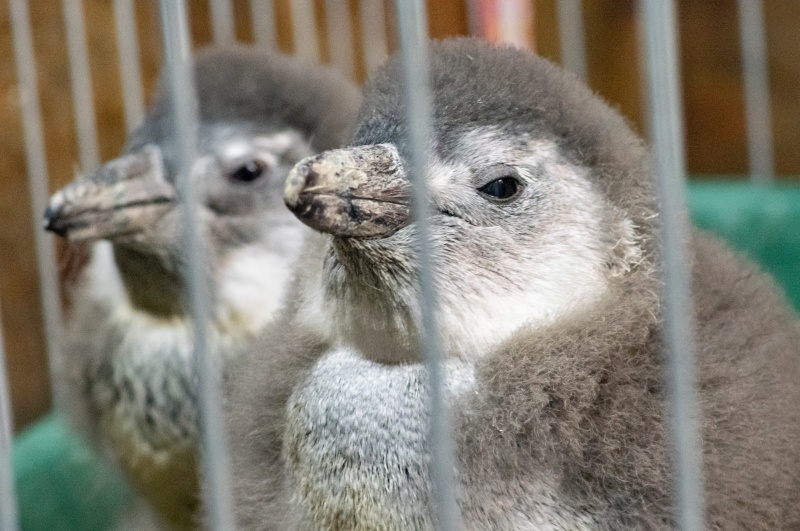 子ペンギン