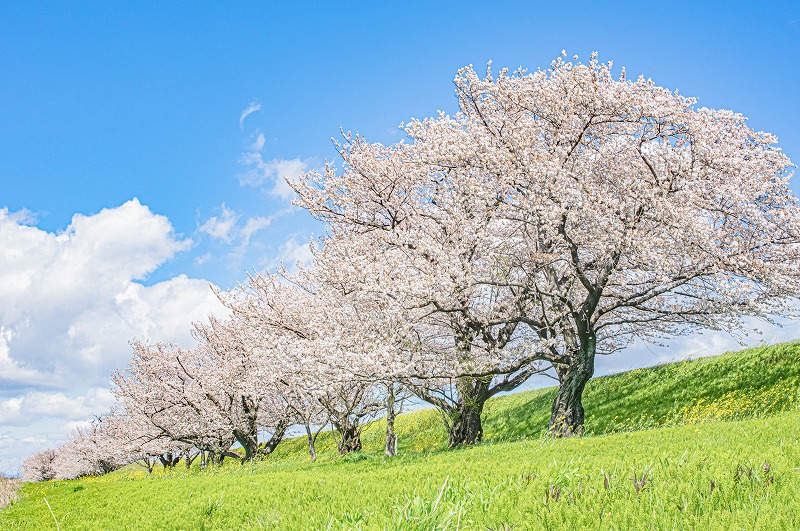桜並木
