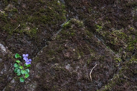 【写真】壁の花