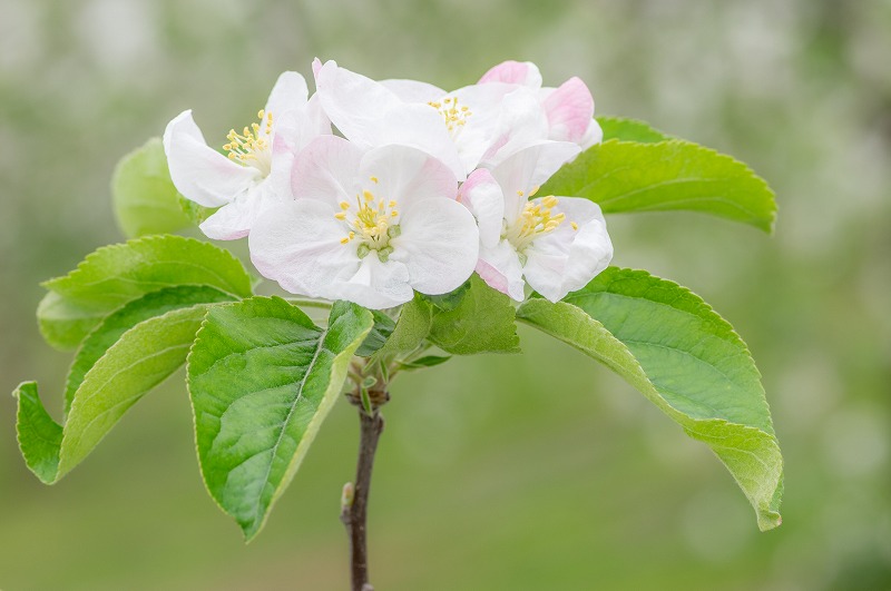 林檎花