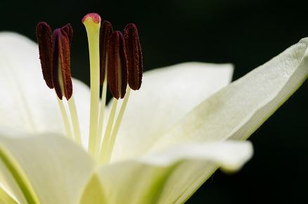 【写真】百合花