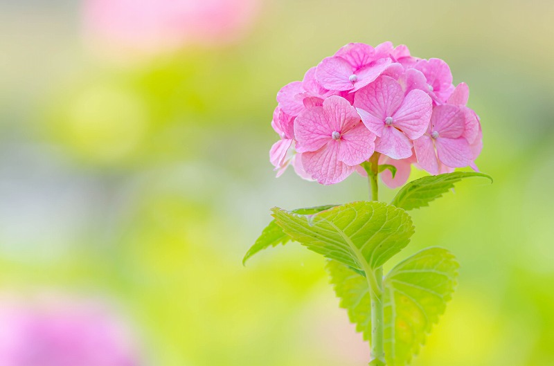 紫陽花
