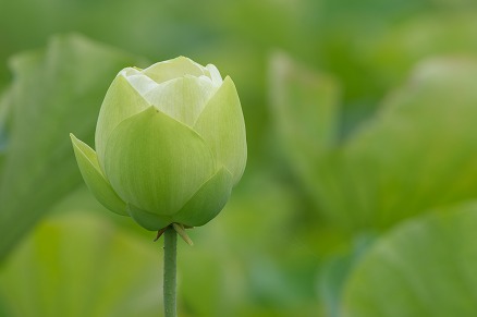 【写真】Green & White