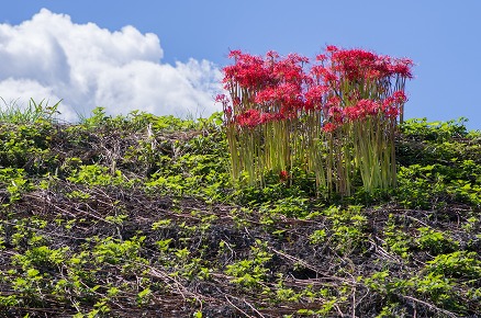 【写真】曼珠沙華