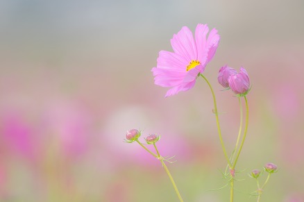 【写真】風ゆらら