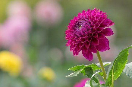 【写真】たまにはぼんやりと