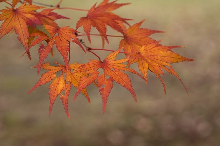 【写真】オールドファッション