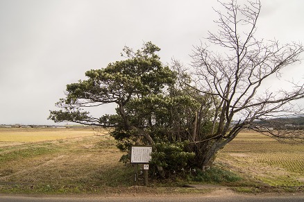 【写真】意宇杜