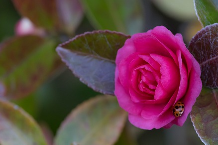 【写真】まだ眠いの