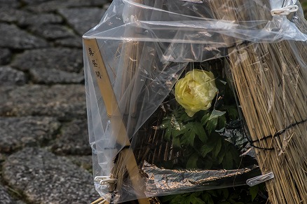 【写真】寒いから引き籠もる