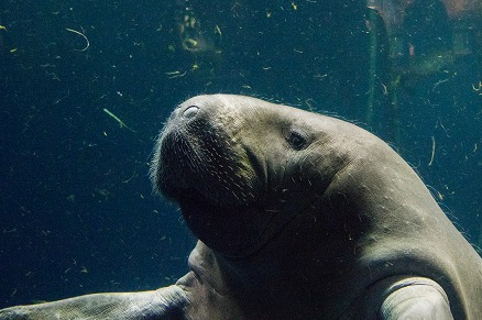 【写真】アフリカマナティー