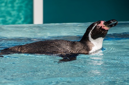 【写真】すいすいーっと