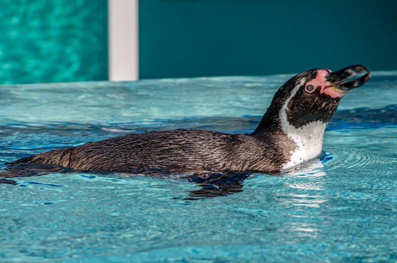 フンボルトペンギン