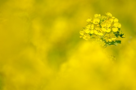 【写真】菜花