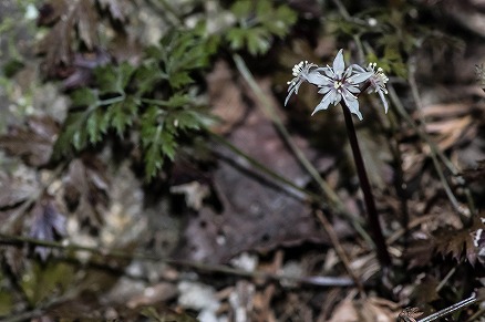 【写真】セリバオウレン