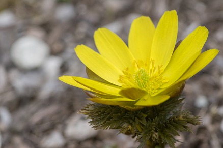 【写真】報春花