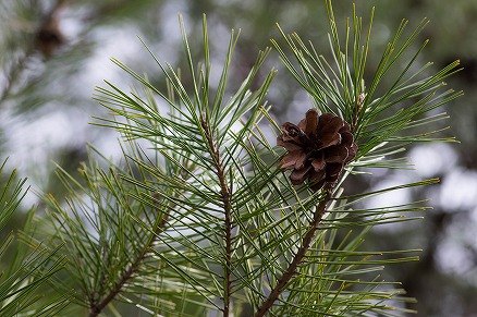 【写真】松ぼっくり