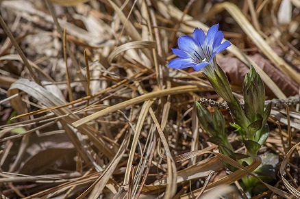 【写真】春竜胆