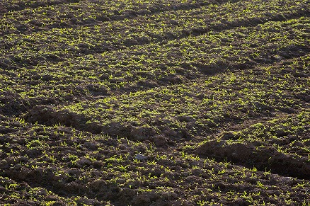 【写真】芽吹き