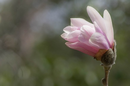【写真】垂辛夷