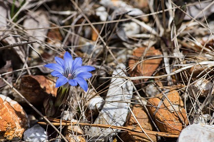 【写真】石の下から