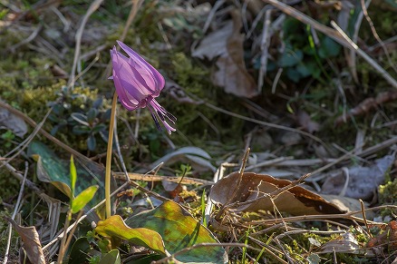 【写真】カタクリ