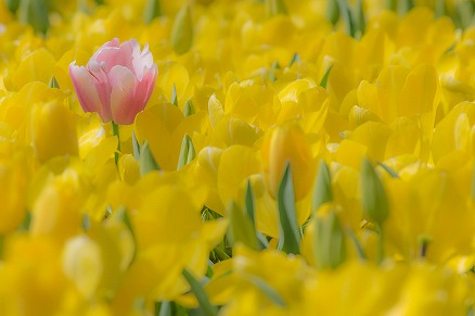 【写真】異邦人