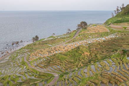 【写真】白米千枚田