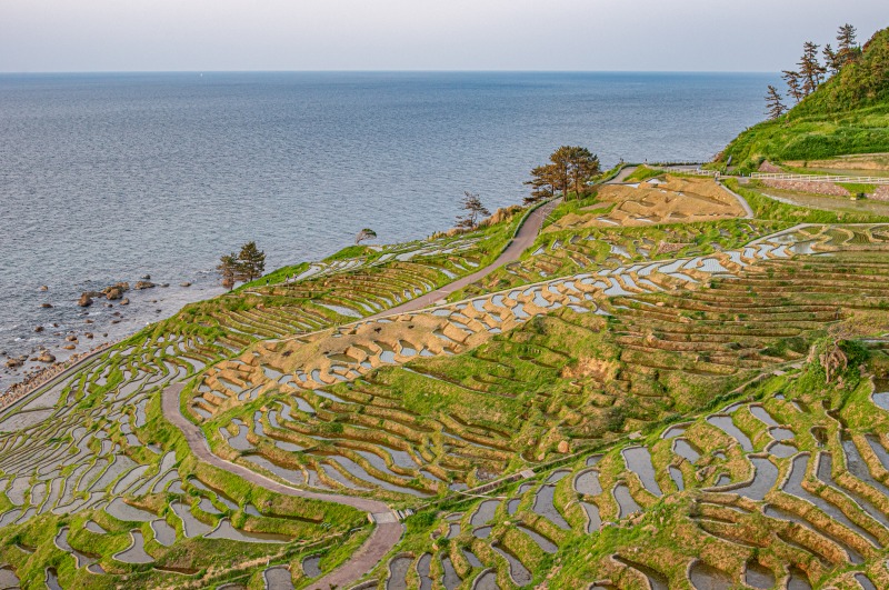 白米千枚田