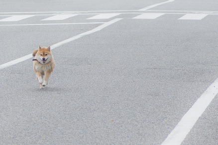 【写真】すったたたー