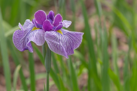 【写真】花菖蒲