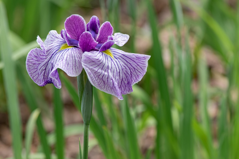 花菖蒲