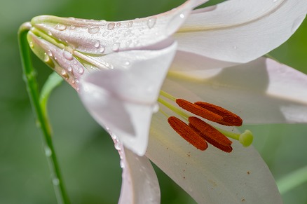 【写真】雨後の花