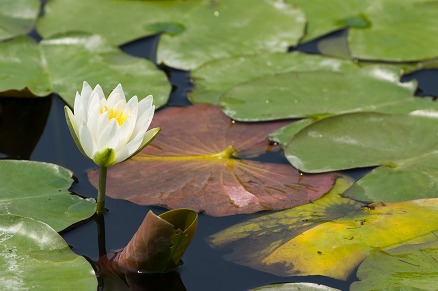 【写真】未草