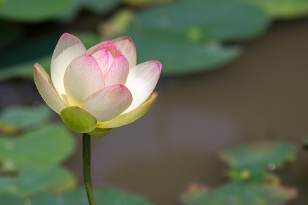 【写真】黄陽蓮