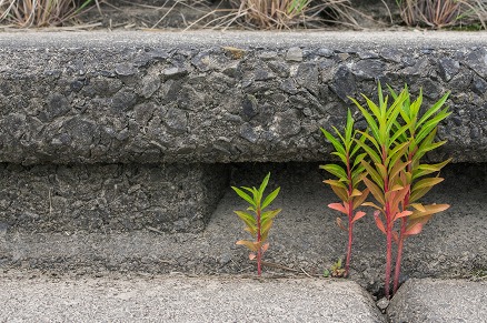 【写真】背比べ