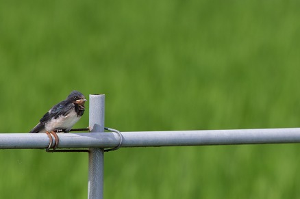 【写真】ちょこん