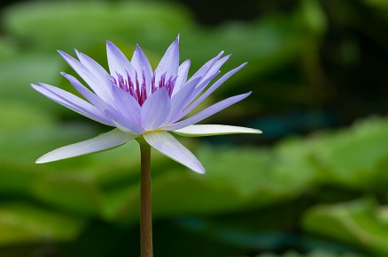 【写真】蒼玉花