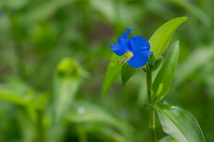 【写真】青花