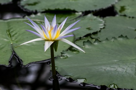 【写真】水面の灯り