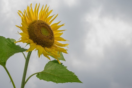 【写真】向日葵