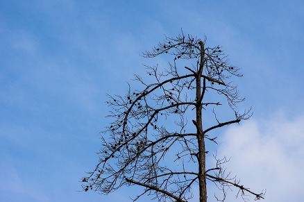 【写真】松枝