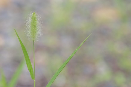 【写真】もふもふ