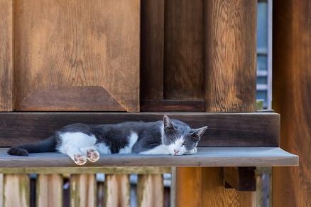 【写真】うたたね