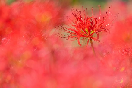 【写真】彼岸