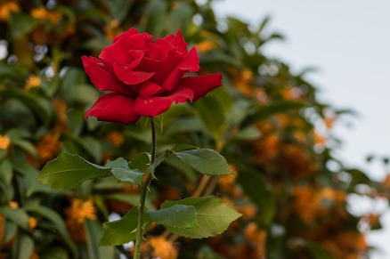 【写真】秋薔薇と金木犀