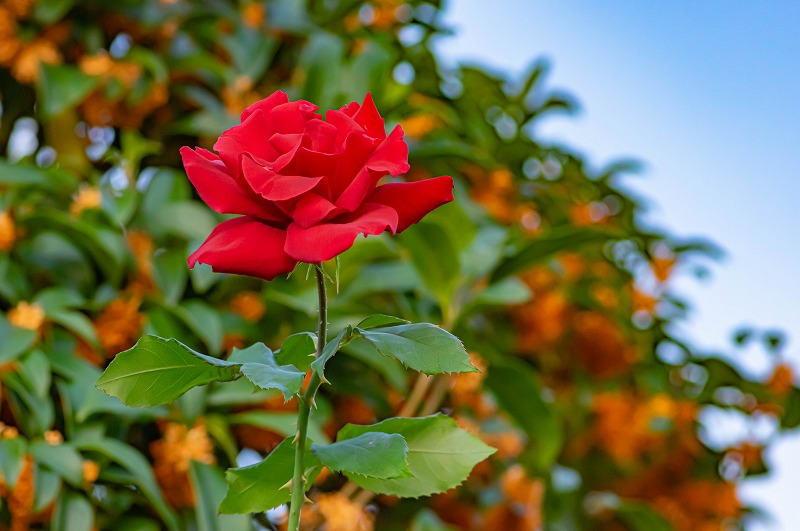 薔薇と金木犀