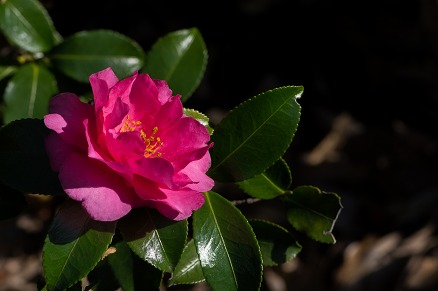 【写真】山茶花