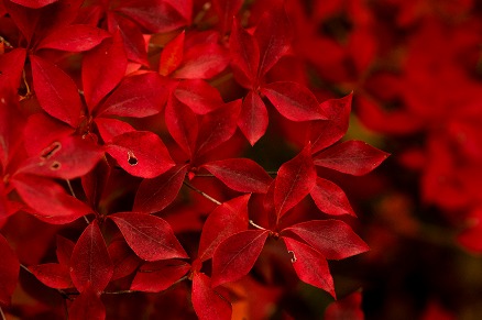 【写真】深紅